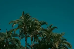 Las palmeras, con sus colores vivos, se alzan majestuosas contra un cielo azul intenso, evocando un ambiente tropical sereno.