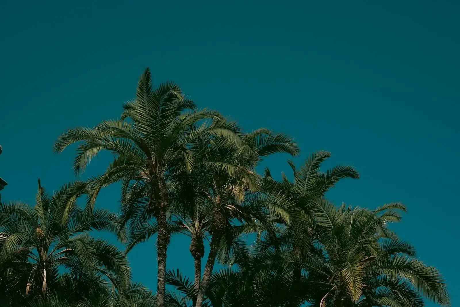 Las palmeras, con sus colores vivos, se alzan majestuosas contra un cielo azul intenso, evocando un ambiente tropical sereno.